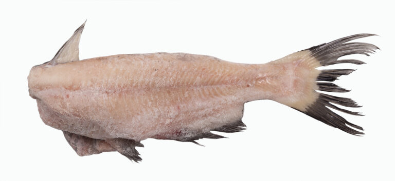 ConsolidatedCatfish_Headed_Gutted_7_2